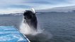 Une baleine en Alaska