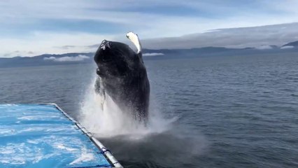 Une baleine en Alaska
