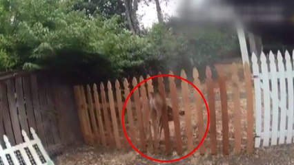 [이브닝] '어쩌다 거기에 끼었니...' 목숨 구한 사슴 / YTN