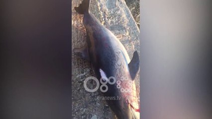 Ora News - Gjendet një delfin i ngordhur në Ksamil