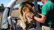 Lion jumps in car and licks tourists at safari park