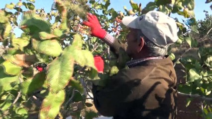 Siirt fıstığında yılın ilk hasadı başladı