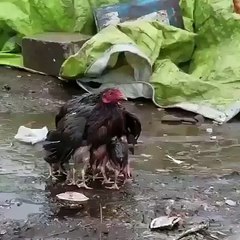 ماں کی ممتا کی ایک جھلک۔۔