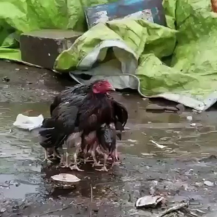 ماں کی ممتا کی ایک جھلک۔۔