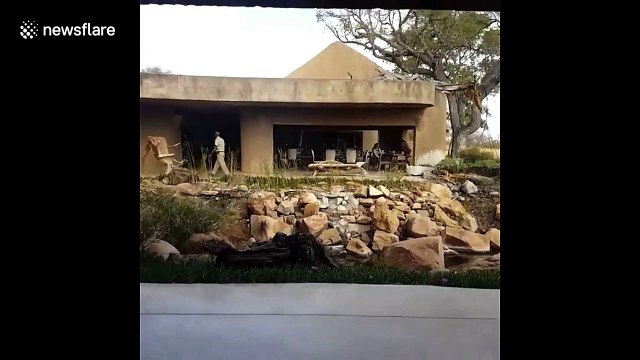 Incredible moment huge male elephant suddenly appears on roof of South Africa camp