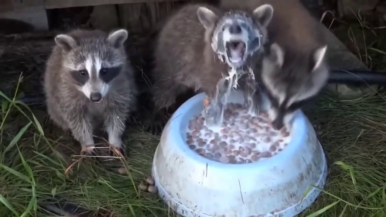 Petit Dej' chez les Ratons Laveurs