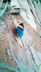 Papillon en forme de feuille morte (Kallima inachus)