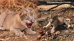The World’s First ‘Test Tube’ Lion Cubs Give Hope For Endangered Big Cats