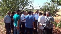 Badem diyarı Adıyaman'da hasat sürüyor - ADIYAMAN