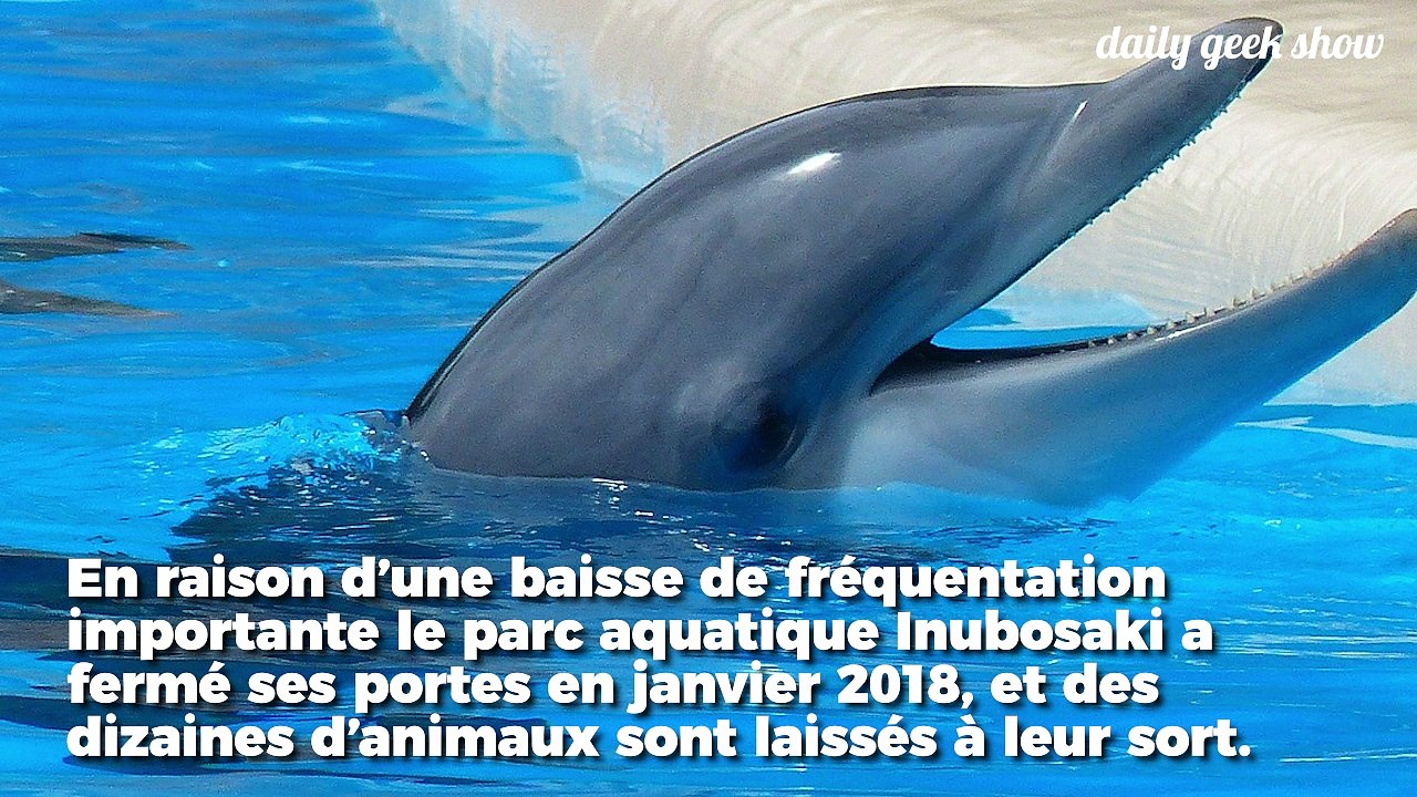 Au Japon, un dauphin est abandonné dans un bassin depuis 8 mois