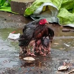 Mamãe galinha usa seu corpo para proteger seus bebês de chuvas fortes