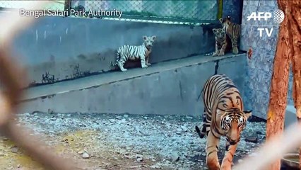Inde: le Bengal Safari Park bichonne ses bébés tigres