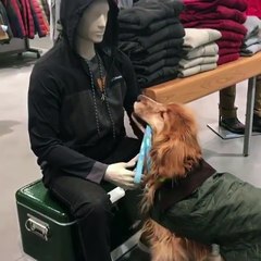 Un chien demande un calin à un mannequin
