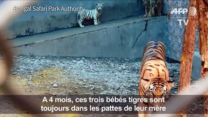 Inde: le Bengal Safari Park bichonne ses bébés tigres