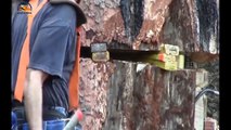 Amazing Dangerous Skills Fastest Tree Felling, Heavy Biggest Tree Cutting Down