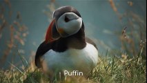 Puffin birds facts pictures and more about puffin