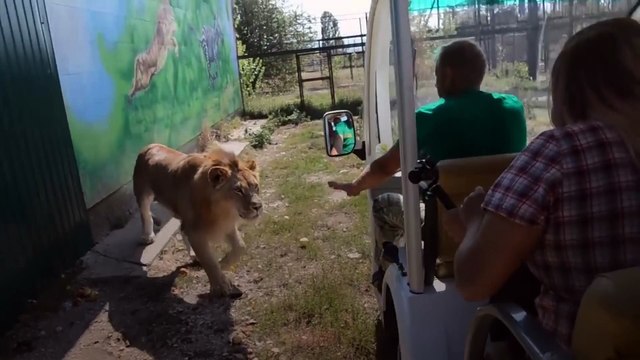 Lion cuddles with tourists at safari park where woman was mauled