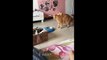 Cats just never fail to make you laugh and happiness - Funny cat compilation