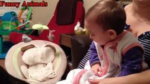 Try Not To Laugh: Baby Laughing At Boxer Dogs - Funny Dog and Baby Videos