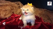 Cute Cats and Little Kittens Meowing and Talking Compilation