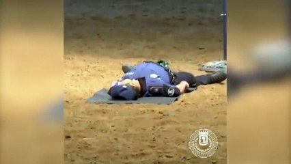 Cachorro polícia executa manobras de reanimação para "salvar" seu parceiro caído