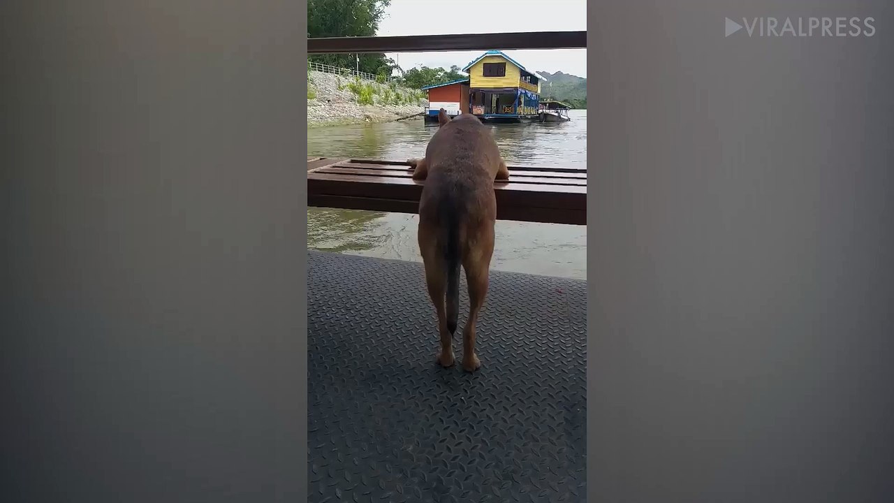 Sad Dog Riding River Boat