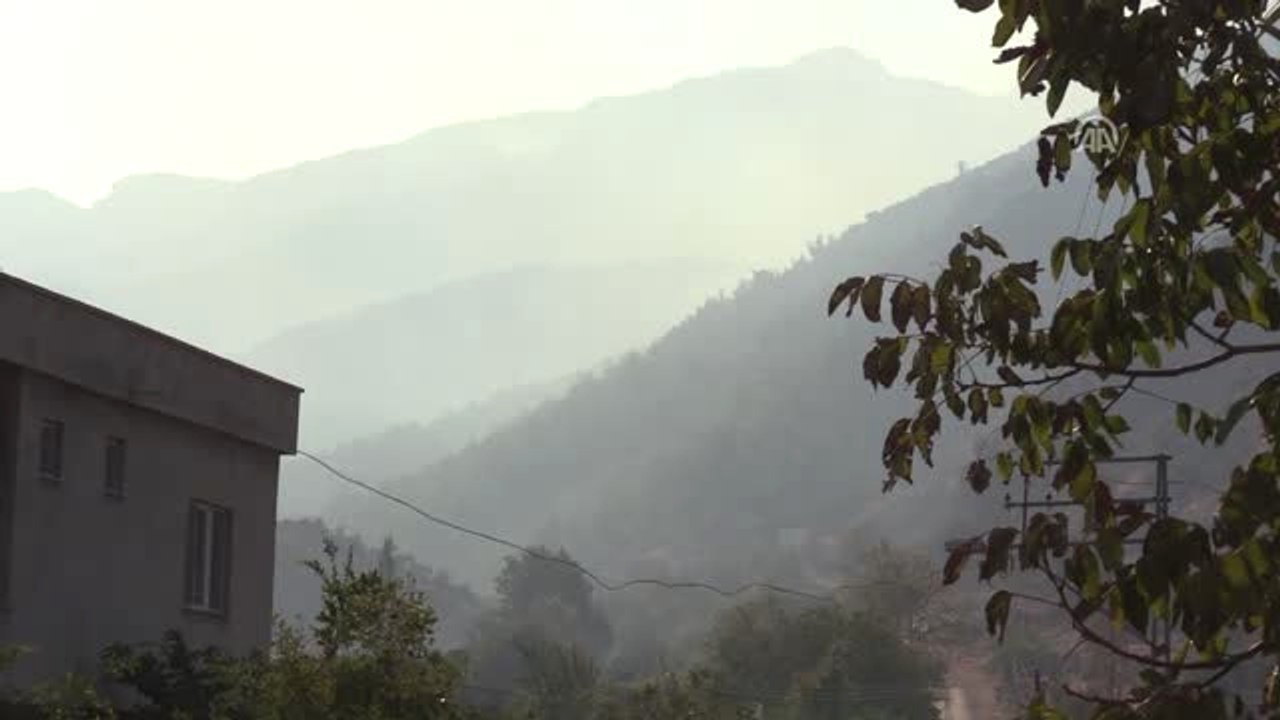 Orman Yangını