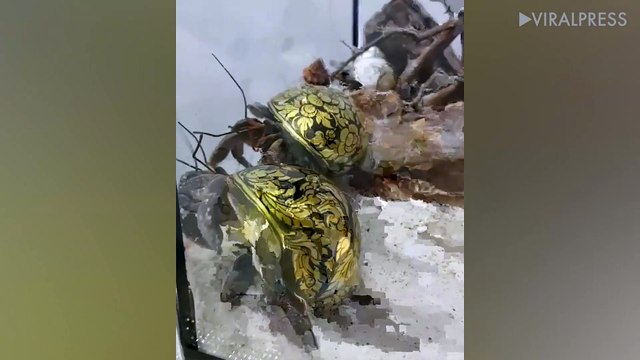Hermit Crabs With Beautiful Painted Shells
