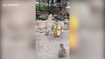 Angry monkey mum shakes baby off rocking horse - Beijing, China
