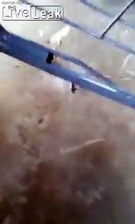 Black Widow catches a rat