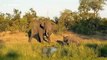 Big bull elephant suddenly launches attack on lone rhino - Kruger National Park in South Africa