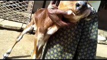 Calf born with 2 heads, 3 eyes in India