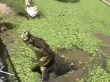 Ce soigneur de zoo fait sortir un énorme crocodile du bassin