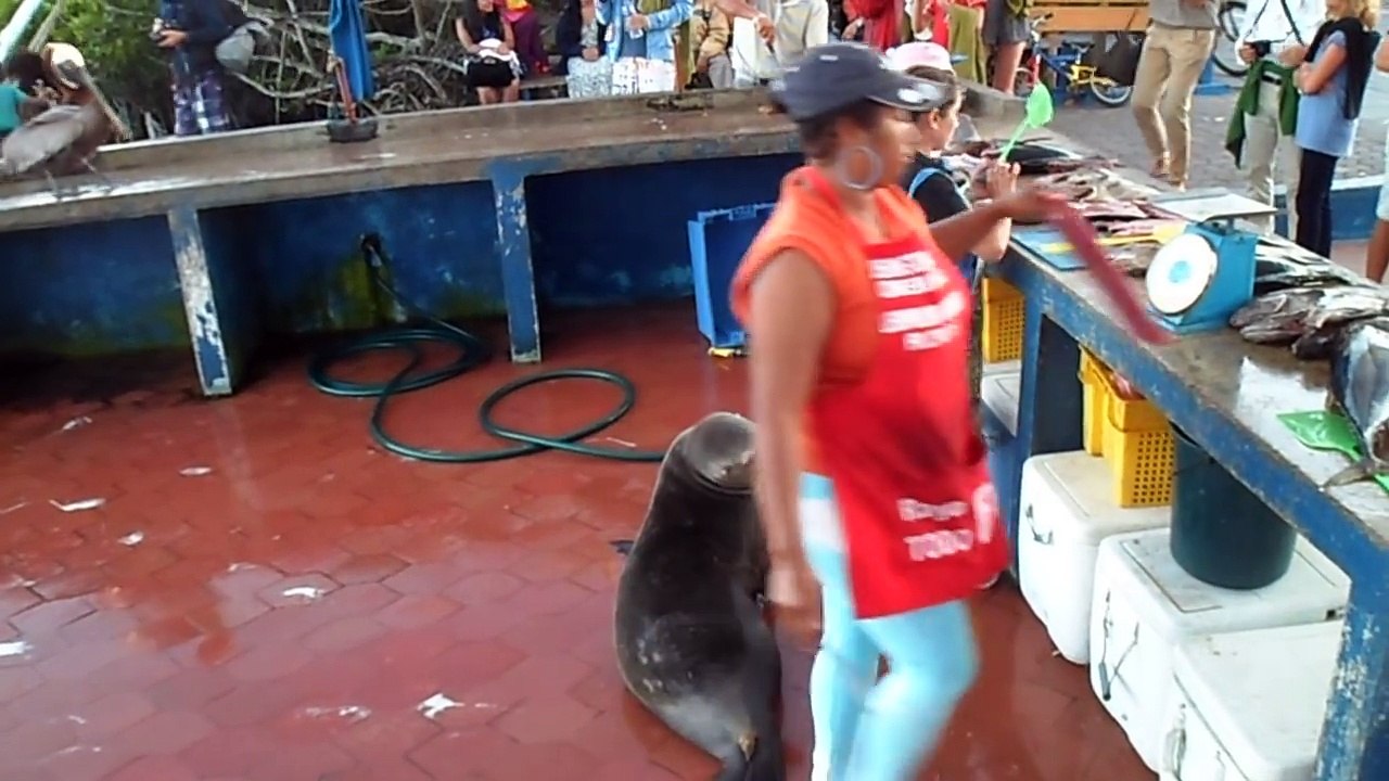 Regardez qui attend le poisson derrière cette poissonnerie :  un lion de mer et des pélicans