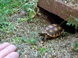 Cette adorable petite tortue vient quand on l'appelle