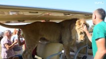 Leão pula em carro de turistas em safári na Crimeia
