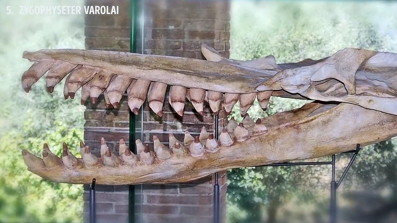 6 Most Dangerous Megalodon Enemies Ever Existed