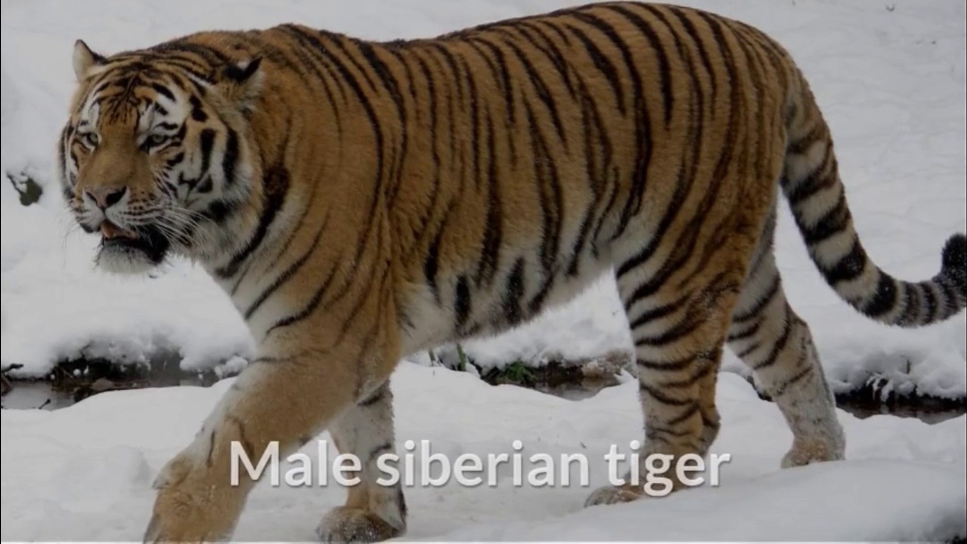 ⁣Amur tiger (panthera tigris altaica) - endangered species