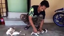 La technique pour rendre plus tranquilles ces chatons