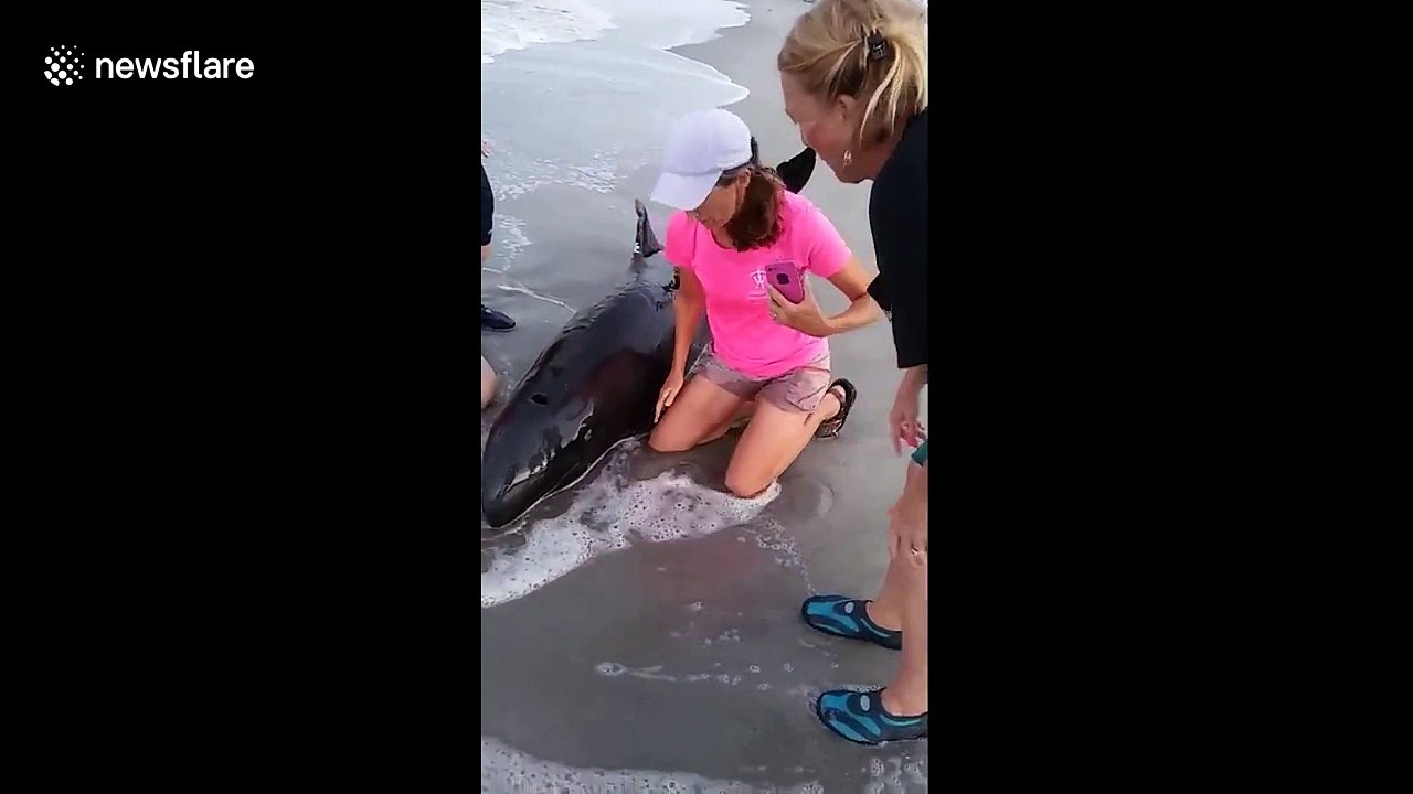 Pygmy killer whale stranded off US coast