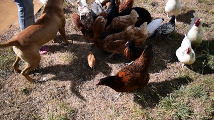 Dog and Chickens