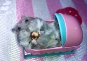 Content Hamster Nibbles Pistachio While Relaxing in a Tiny Cot