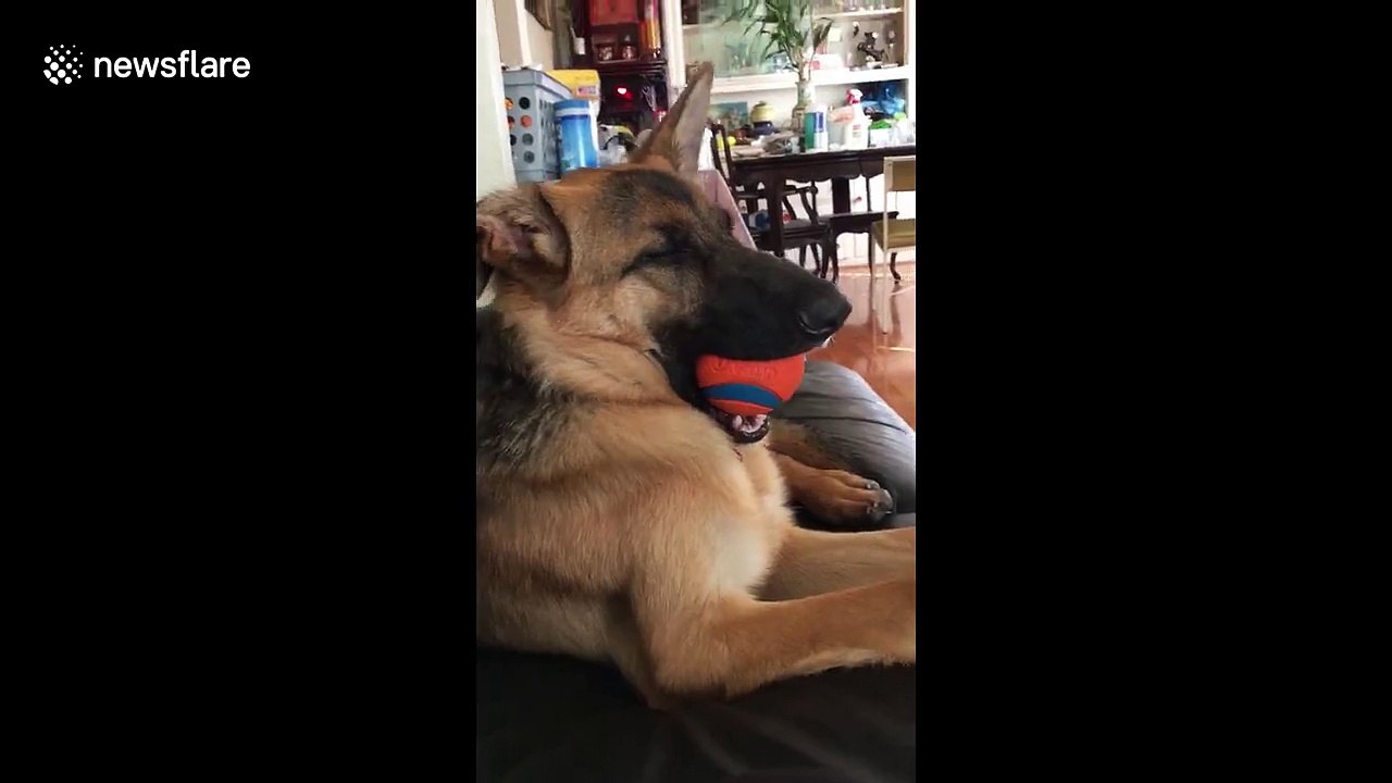 Adorable dog falls asleep with ball still in her mouth