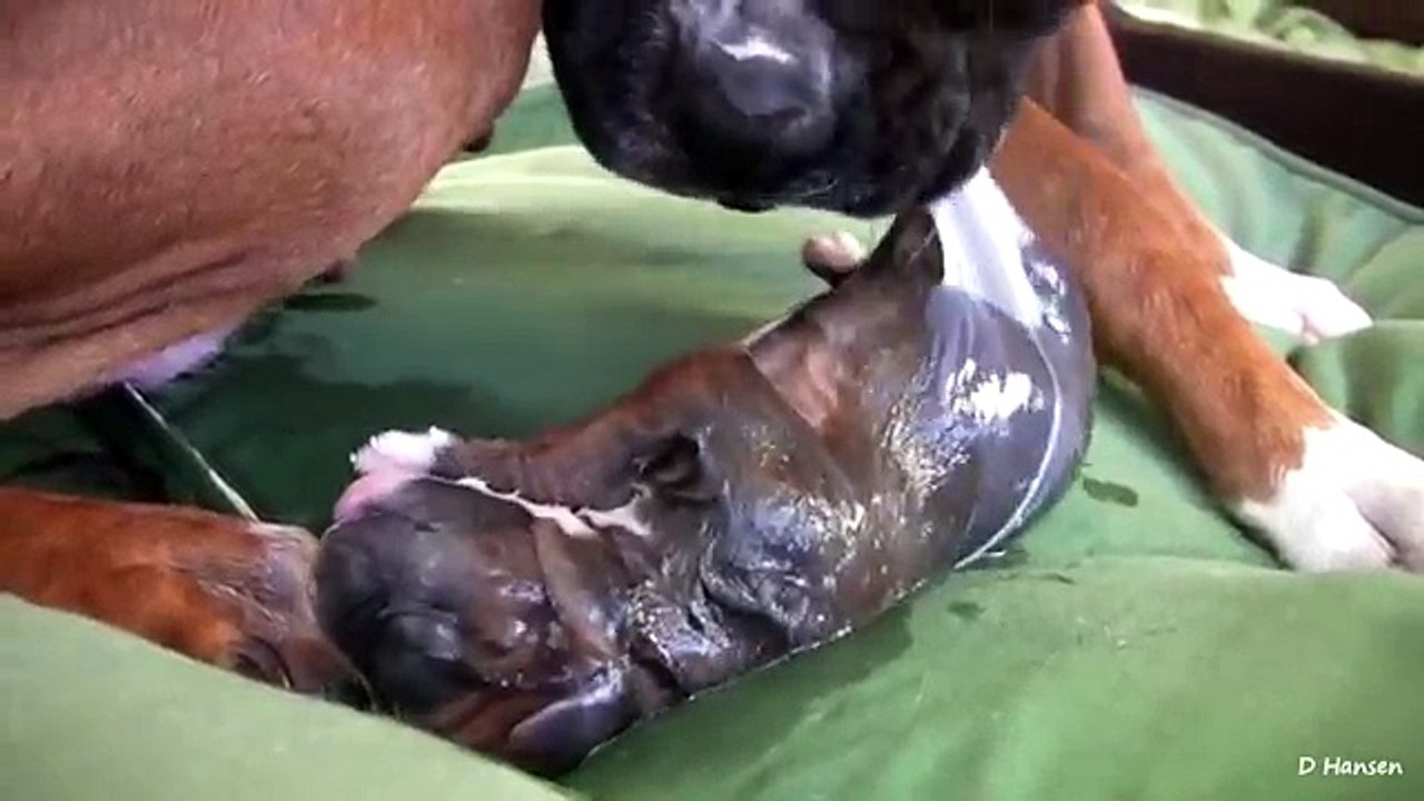 Dog Has Amazing Birth While Standing!!