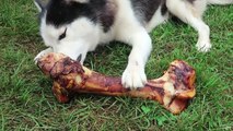 Do Dogs Like Bones or Rawhide Bones?