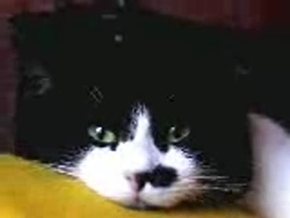 Bouba mon chat