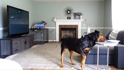 Rottweiler left Home alone with GoPro