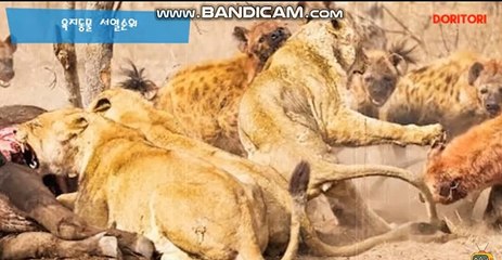 토토솔루션 | 토토사이트제작 업체리스트 카톡:soft2580 스카이프:soft2580