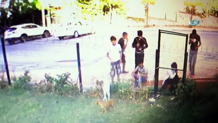 Esenyurt'ta köpek çalan hırsızlar kamerada