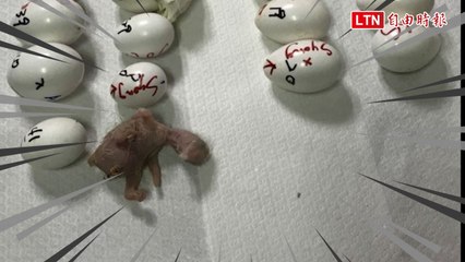 金剛鸚鵡幼鳥現形 41顆珍稀動物受精蛋闖關失敗